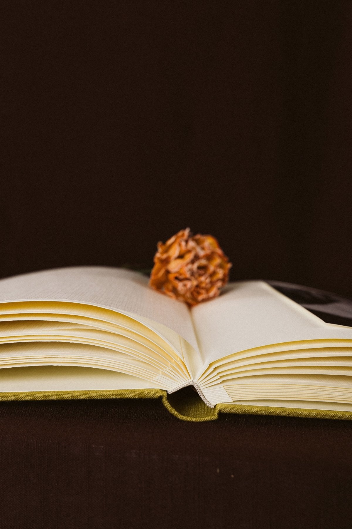 Álbum Lino Oliva - Mónica Ortega PhotosÁlbum Grande