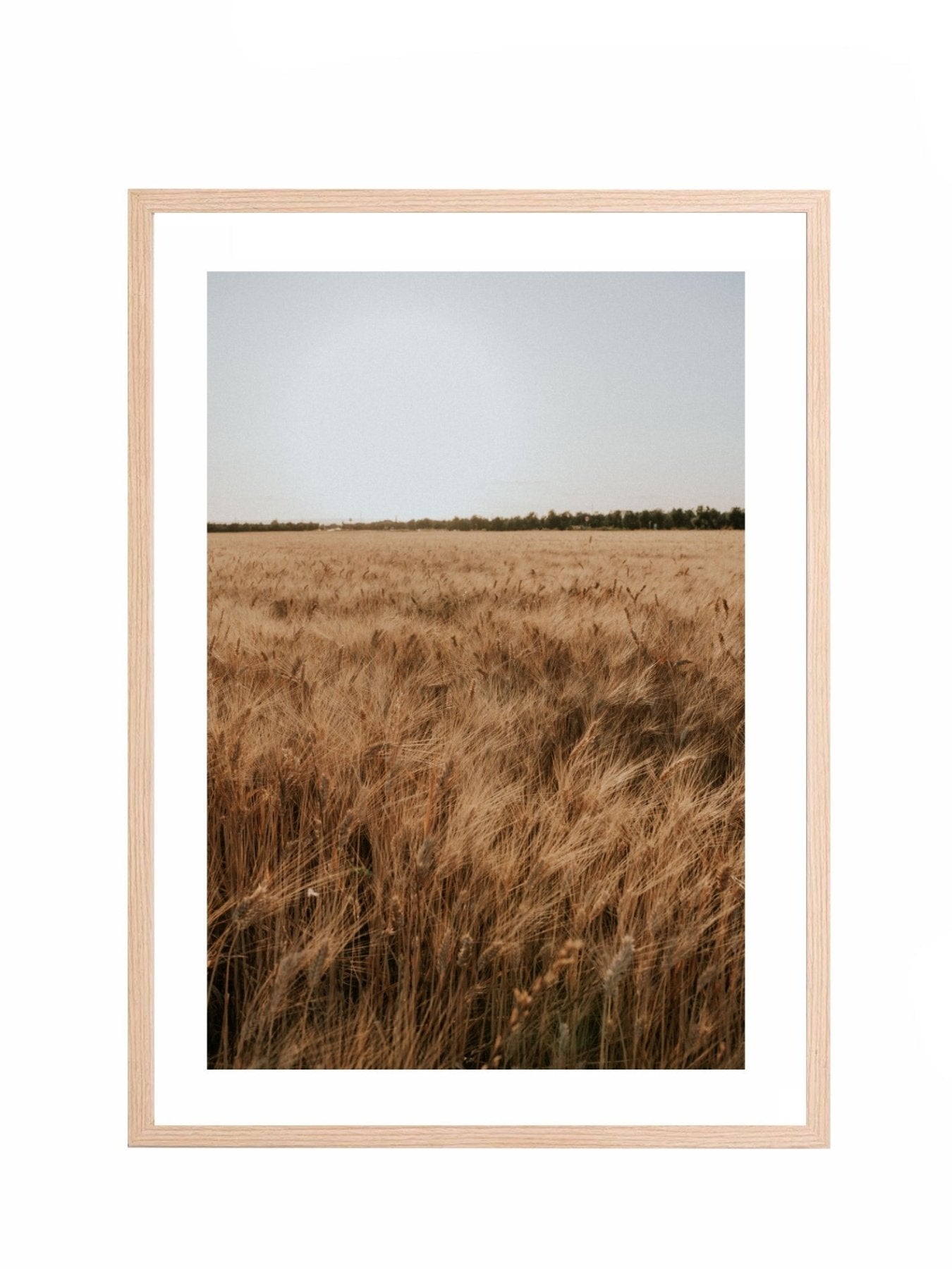 Lámina Campo de Espigas I - Mónica Ortega PhotosLámina