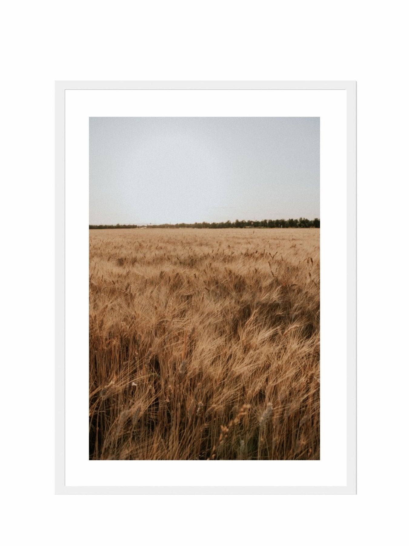 Lámina Campo de Espigas I - Mónica Ortega PhotosLámina