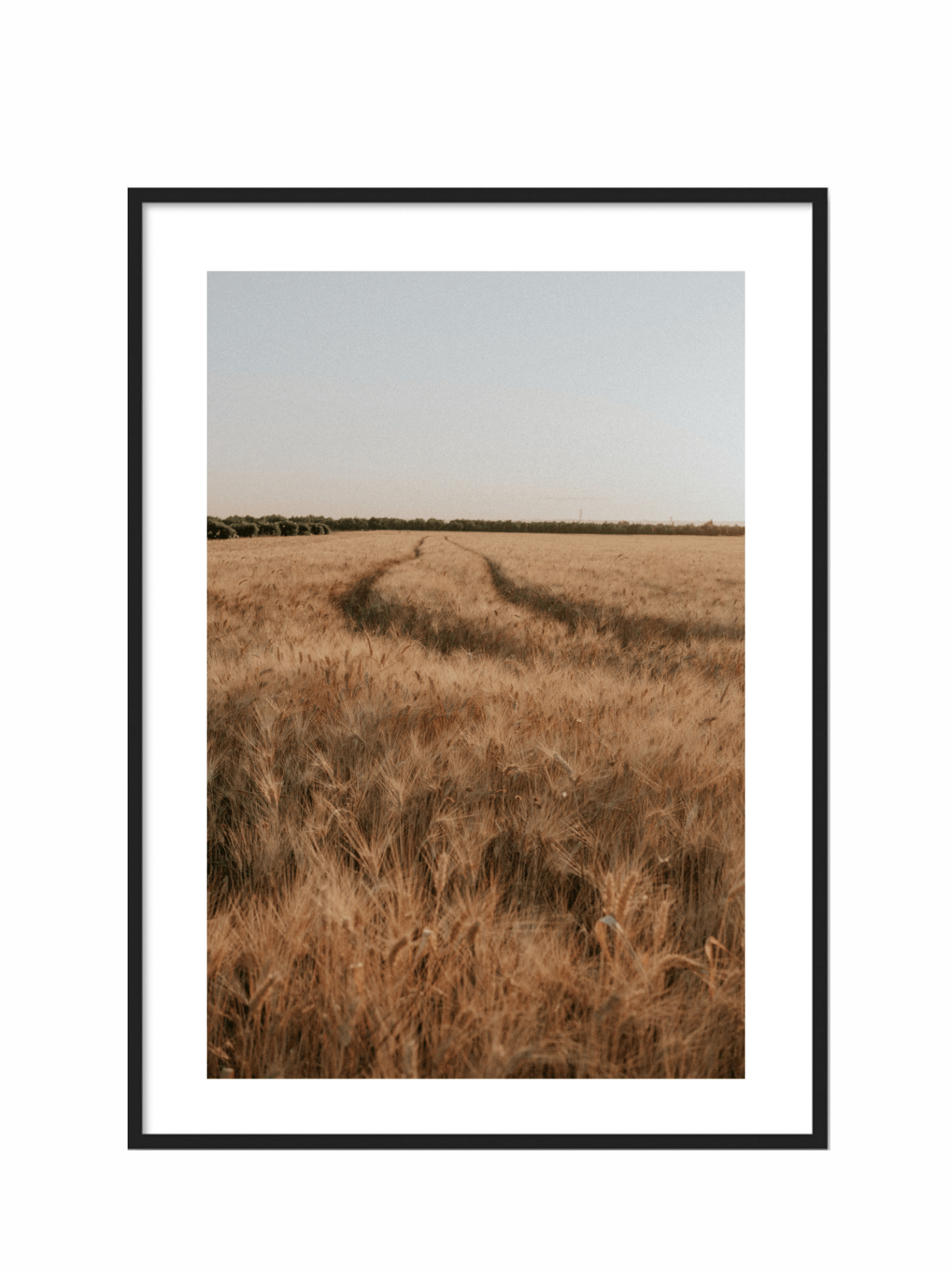 Lámina Campo de Espigas II - Mónica Ortega PhotosLámina