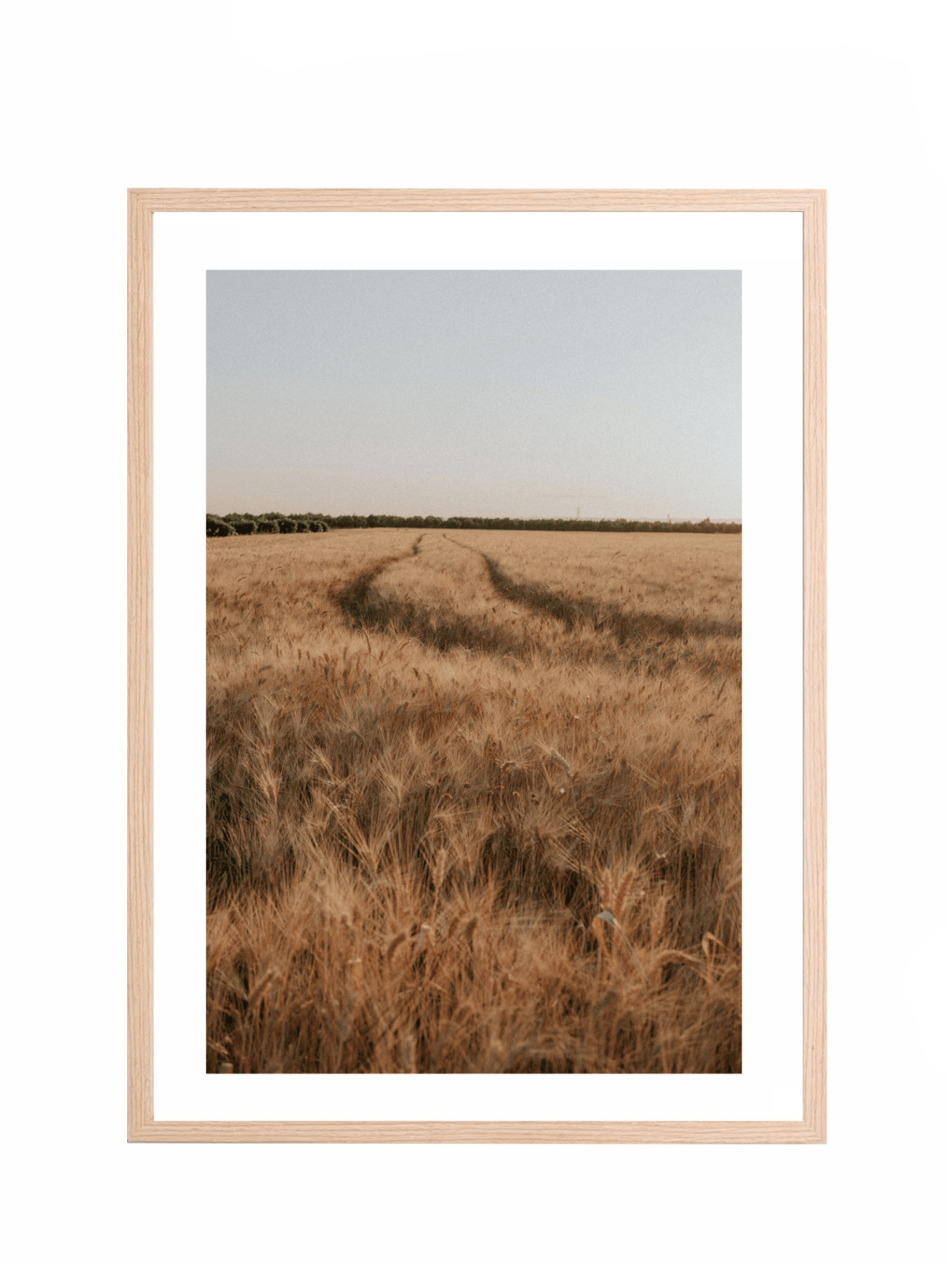 Lámina Campo de Espigas II - Mónica Ortega PhotosLámina