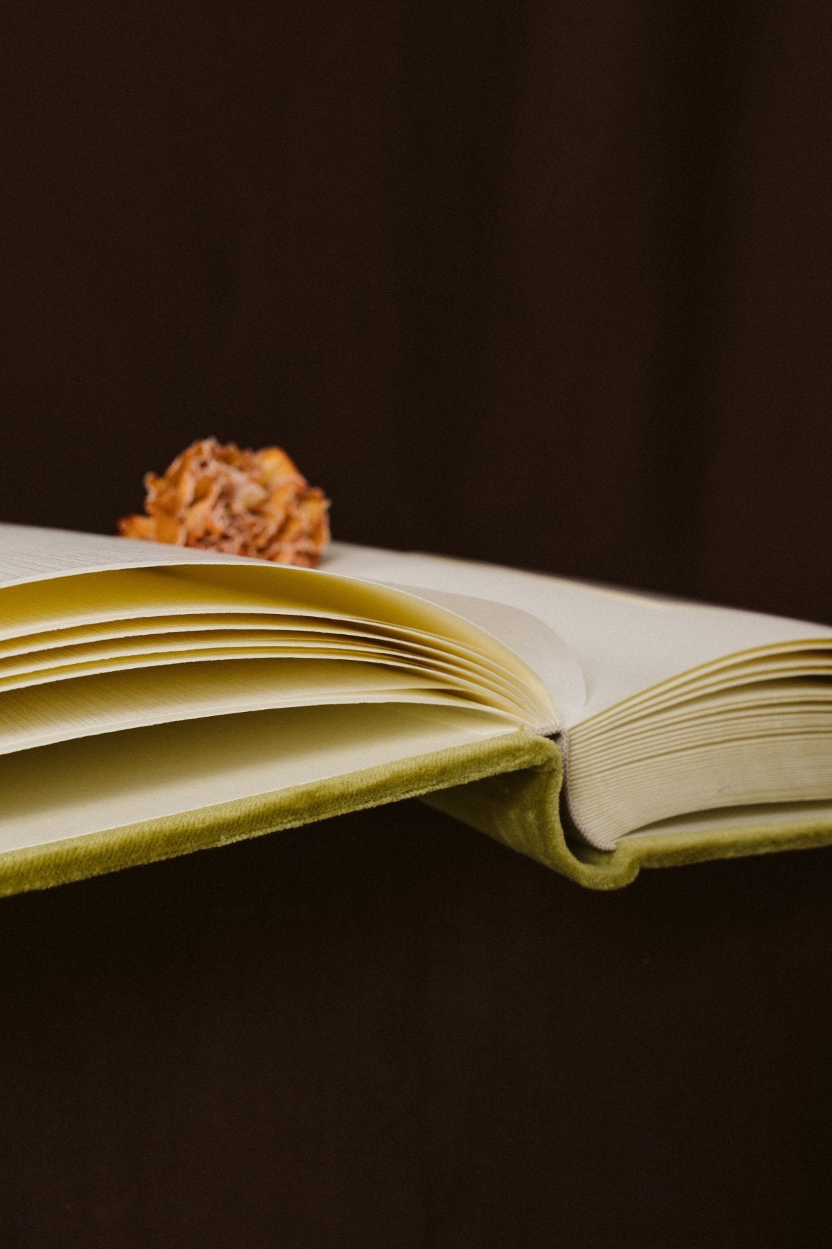 Álbum Terciopelo Oliva Pequeño - Mónica Ortega PhotosÁlbum Pequeño