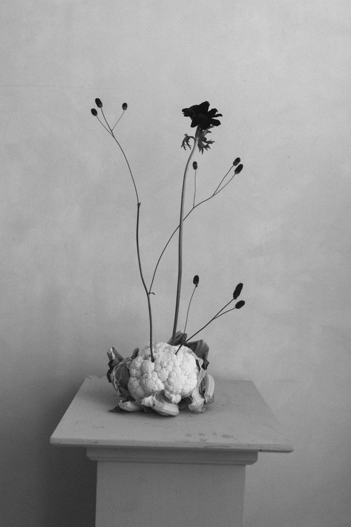Lámina Delicadeza II - Mónica Ortega PhotosLámina